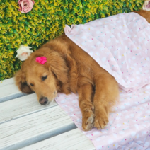 시원한 강아지 인견이불 애견 여름 블랭킷 9종 M L 소중대형견용 토끼퐁퐁 M 외, 파스텔젤리곰(아이보리)