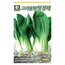 갑조네 잎줄기채소 씨앗 모음, 고려몸짱청경채(씨앗), 1개