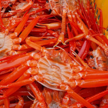 박달홍게 속초직송 프리미엄 3kg (10미내외), 3kg[10미 내외], 1개