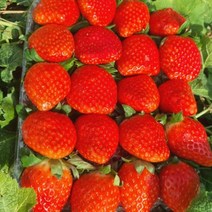 딸기 장희 산청 생딸기 750g 특품 한팩, 상세페이지 참조, 상세페이지 참조, 상세페이지 참조