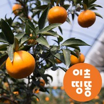 제주 당도높은 고당도 만감 천혜향 가정용 명절 선물세트 3kg 5kg, 9kg 중과