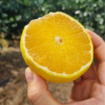 [초록이네] 제주황금향 제주도황금향, 가정용 소과 1kg (6-8과) 실중량