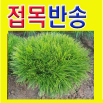 (D소망)접목반송 묘목 폭30센치(분) 1그루