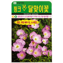 슬로시 꽃 씨앗 모음 꽃씨 허브 허브씨