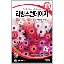 꽃씨 리빙스턴데이지 꽃잔디처럼 키울 수 있는 리빙스턴데이지