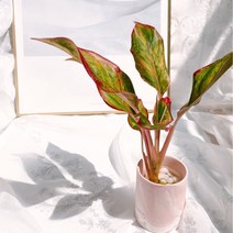 아글라오네마 오로라 수경재배 공기청정식물 그늘에서잘자라는식물 반음지 음지 실내화초, 핑크
