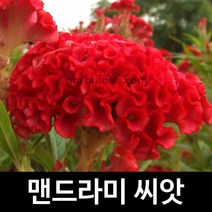 맨드라미 씨앗 꽃씨 cockscomb seeds 1000알, 1개