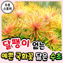 [수초스토어] 검역 루드위지아쿠바 2촉 / 구피 새우 어항 수초 쉬운 키우기 예쁜 은신처 중경 후경 초보 자연 풍성한 흑사 붉은 무이탄 치어 베타 열대어, 5촉