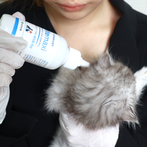 강아지 고양이 귀진드기 귀청소 세정제 귓병 이어클리너 귀병 외이염 보조, Mitemaxi