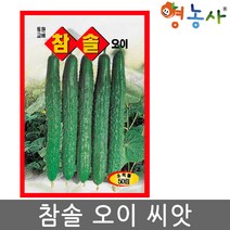 참솔오이씨앗 50립 가시오이 여름 청오이 종자, 참솔오이
