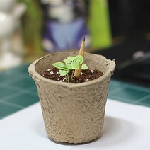 흥미유발 싹이나는 씨앗연필, 르다비디앙 바질