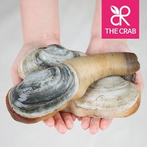 여수 코끼리조개 1kg 왕우럭조개 말조개, 우럭조개 1kg (7미전후)