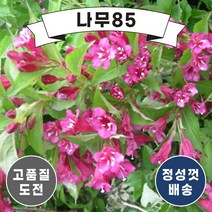 (나무85) 병꽃나무 키 1m, 1. 병꽃나무 키 1m 내외(2주묶음)