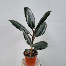붉은블랙 버건디고무나무 소품 15~25cm 32