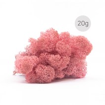 비오스 스칸디아모스 천연이끼 습도조절 공기정화 식물-20g, 20g-11번 핑크
