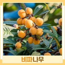 비파나무 묘목 실생2년생 포트묘 5개