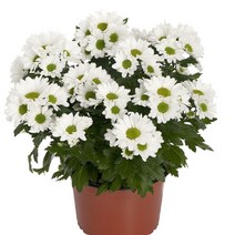 [어린모종]국화(포트멈중륜) : 8cm분, 샤인 화이트, 1개