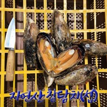 자연산 홍합 참담치 섭 1kg (4-7미), 참담치 1kg(4-7미)