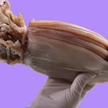 국내산 반건조 오징어 구룡포 피데기 10마리, 중(900g-1kg), 10개