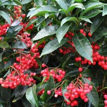 묘목/백량금(만냥금) 8치화분묘 B1141