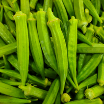 오크라 500G 생산자직거래 당일수확 오쿠라 okra, 1개