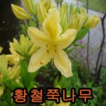 노랑철쭉(황철쭉)키60cm 3그루 나무 묘목 철쭉나무 묘목판매