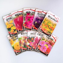 각종 꽃씨앗 일년생 다년생 야생화 사계절 고급 꽃씨 종자 모음, 74 꽃향유0립, 1개