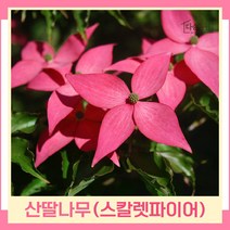 산딸나무 묘목 미꽃산딸 스칼렛파이어 접목1년생 뿌리 특묘 1개