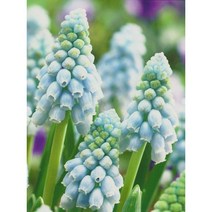 야생화피어나라플라워 무스카리 구근(발레리에 피니스) 1Set 10구