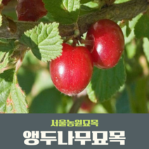 서울농원묘목/앵두나무 묘목 특묘 품종다량 보유, 하묘, 1개