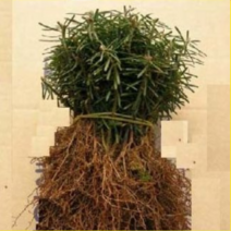 (G소망)구상나무묘목(실생5년생 2그루)