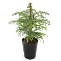 아라우카리아 중형 5종 크리스마스 트리 생화 토분 라탄, 01.아라우카리아 중형기본포트, 1개