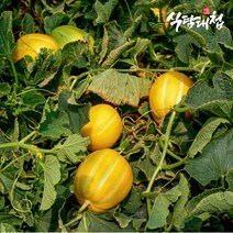 식탐대첩 못난이 성주 꿀참외 5kg 중과 16-25개, 없음