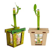 수경재배식물 개운죽 키우기(화분) / 생명과학 공기정화식물 습도조절 수경재배식물 키우기