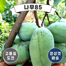 (나무85) 포포나무(뽀뽀나무) 실생1년 (2주묶음)