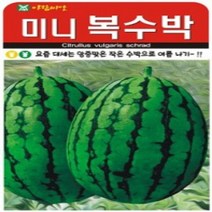 AR 미니 복수박 여름 씨앗 5립