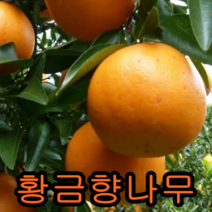 크렌베리묘목 포트묘3그루 유실수 꽃나무 나무묘목, 황금향결실주1주