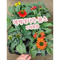 에케네시아-중소 5개묶음/에키네시아 꽃~ 노지월동 가능! 다년초!, 5개