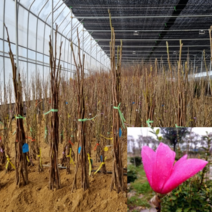 [모든원예조경] 신품종 목련나무 (접목1년생) 목련묘목 모음, 교홍(분홍색)