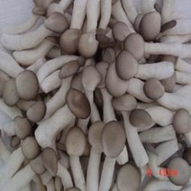 느타리버섯/상품/2kg/무료배송