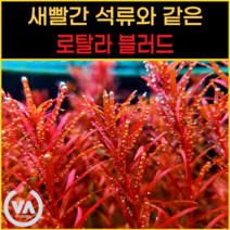 [비바소녀] 붉다 붉어 로탈라블러드(4촉/10촉) / 수초 레이아웃 초보수초 어항 잔디 새우 구피 미니어항, 4촉