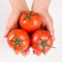 [화악산토마토] 영양만점 토마토 3kg / 5kg / 10kg, 토마토10kg:중과 2번과
