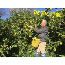 일본직구 이마오카 세이카 맛 사규~또 라운드 레몬 10팩, 상세참조, 수량