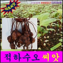 약용씨앗 적하수오 씨앗 50알(머리를 까맣게) -GR3 #ShareBlue!@820468EA, 상세페이지 참조