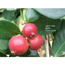 딸기구아바