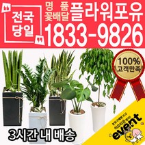 개업축하화분배달 금전수 돈나무 산세베리아 극락조 뱅갈고무나무 해피트리 행운목 녹보수 크로톤 스투키 개업식 개업선물 집들이 거실화분, (선택03)금전수