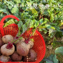 제주도 2023년 햇 레드비트, 1박스, 10kg