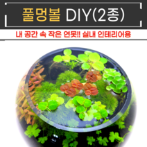 비바소녀 무환수 무여과 내 공간 작은연못 풀멍볼 어항수초 DIY 2종 테라리움 베타 구피 새우 crs, Type1, 사랑세트(8촉)
