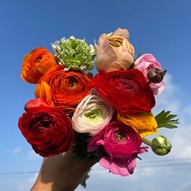 [필랑말랑] 라넌큘러스 컬러믹스 생화 꽃농장직배송 직접재배 태안꽃농장 화훼농가돕기, 라넌: 믹스10대