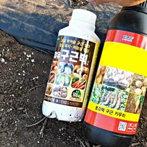 대유 구근빅 500ml 양파 마늘 구근비대제